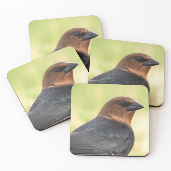 Item preview, Brown-headed Cowbird 2 designed and sold by priesterjen.