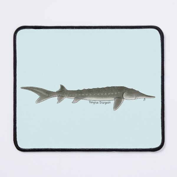Item preview, Yangtze Sturgeon Painting designed and sold by Meganemer4.