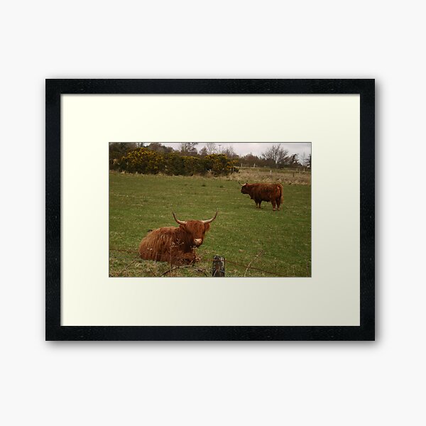 Aberdeen Angus Gifts & Merchandise | Redbubble