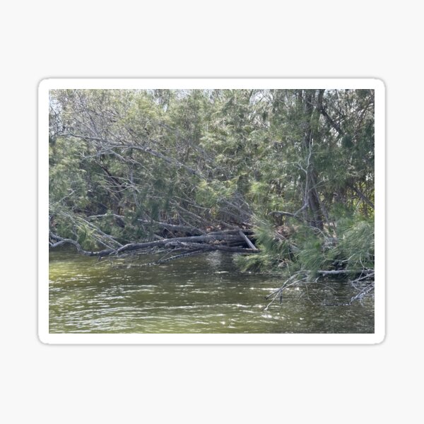Item preview, Australian Pines over Haulover Canal designed and sold by Easley-Does-It.