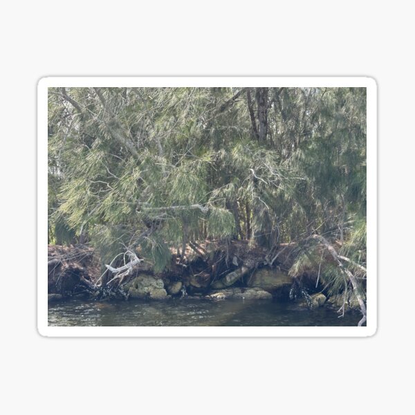 Item preview, Rocks Under Pine Trees over Haulover Canal designed and sold by Easley-Does-It.