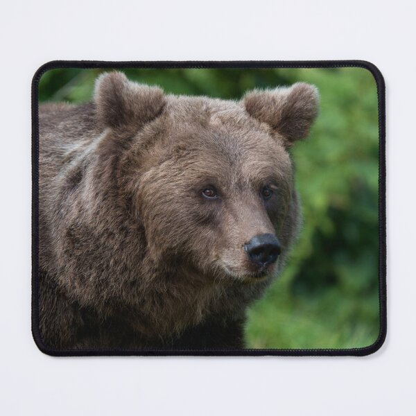 Item preview, Face to Face with a Grizzly designed and sold by rawshutterbug.