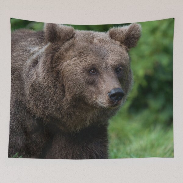 Item preview, Face to Face with a Grizzly designed and sold by rawshutterbug.