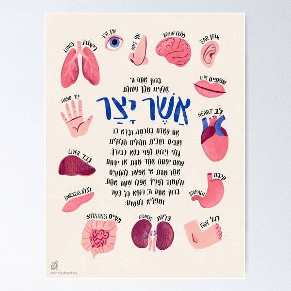 Asher Yatzar Blessing – Hebrew Anatomy Educational Wall Art Poster