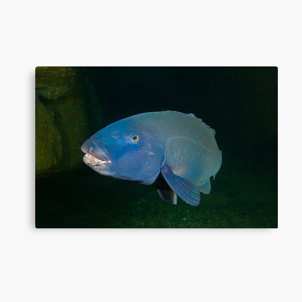 Skillion Cave Terrigal Grouper Canvas Print