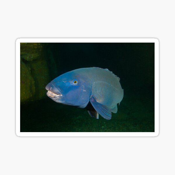 Skillion Cave Terrigal Grouper Sticker