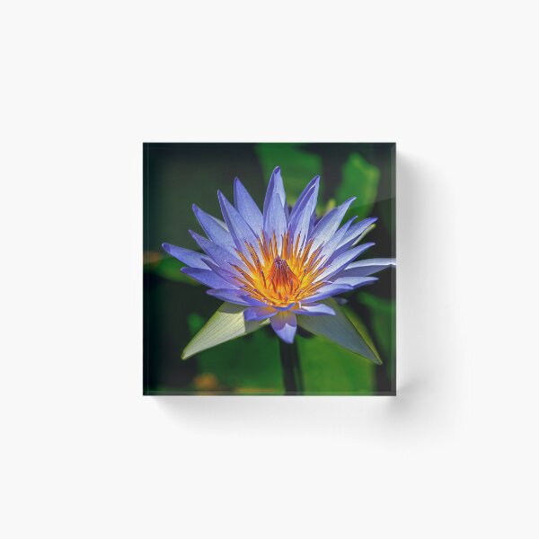 Item preview, 1821 Waterlily  designed and sold by Hans Kawitzki.