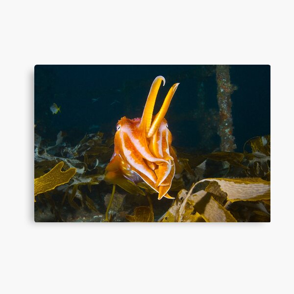 ex-HMAS Adelaide Cuttlefish Canvas Print