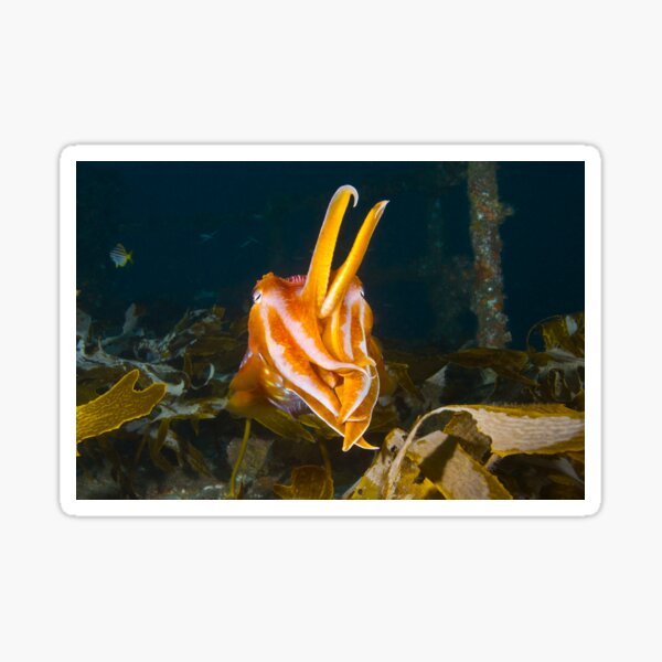 ex-HMAS Adelaide Cuttlefish Sticker