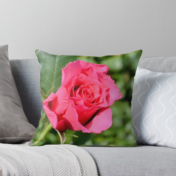 Item preview, A beautiful red hybrid tea rose designed and sold by Frank  Irwin.