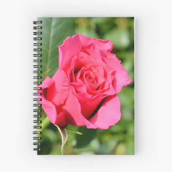 Item preview, A beautiful red hybrid tea rose designed and sold by Frank  Irwin.