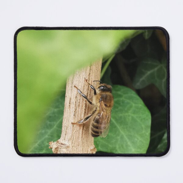 Item preview, Sleeping bee designed and sold by DustandNature.