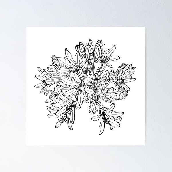 Item preview, Black silhouette of Agapanthus (Lily of the Nile) on white background.  designed and sold by MatyKotiv.