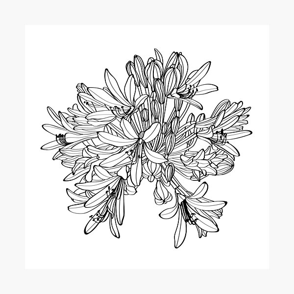 Item preview, Black silhouette of Agapanthus (Lily of the Nile) on white background.  designed and sold by MatyKotiv.