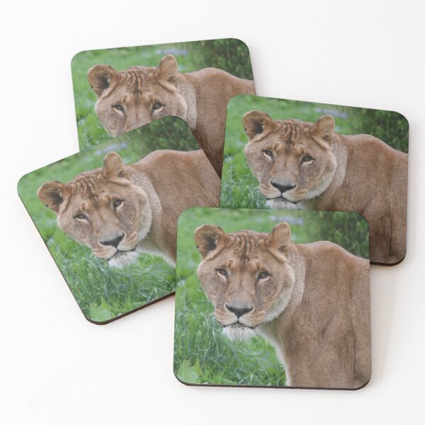 Item preview, African Lion in a Zoo, Scotland  designed and sold by Photogold Photo Gifts.