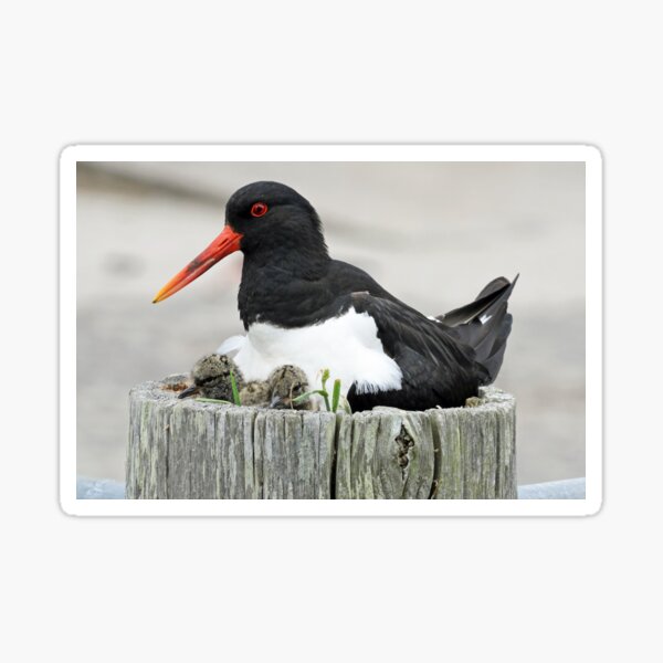 Item preview, Oystercatchers  designed and sold by sandysshoots.