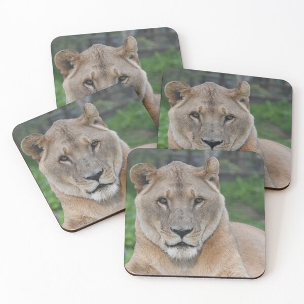 Item preview, African Lion at a Zoo in Scotland  designed and sold by Photogold Photo Gifts.