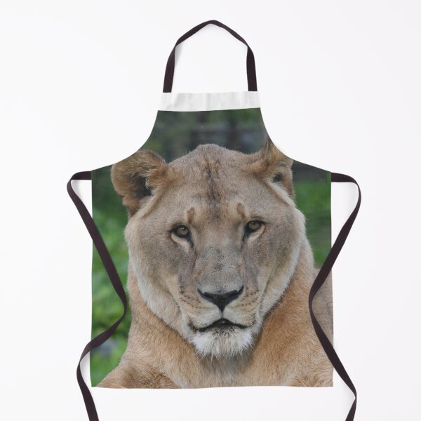 Item preview, African Lion at a Zoo in Scotland designed and sold by Photogold Photo Gifts.