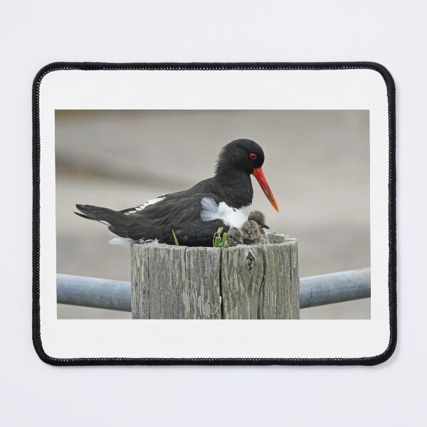 Item preview, Oystercatchers  designed and sold by sandysshoots.