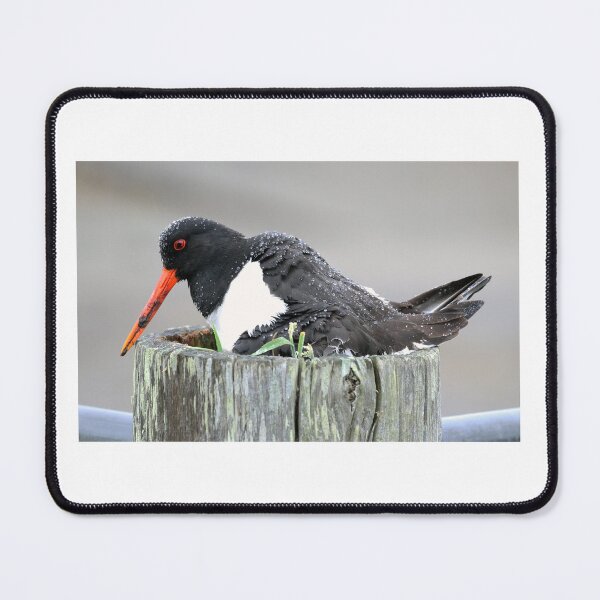 Item preview, Oystercatcher Nest in The Rain designed and sold by sandysshoots.