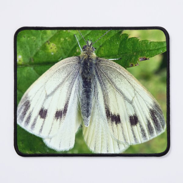 Item preview, Small White Butterfly designed and sold by Tom McPherson Photography.