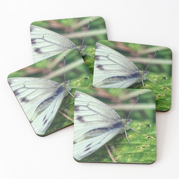 Item preview, Butterfly, Small White designed and sold by Tom McPherson Photography.