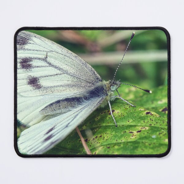 Item preview, Butterfly, Small White designed and sold by Tom McPherson Photography.
