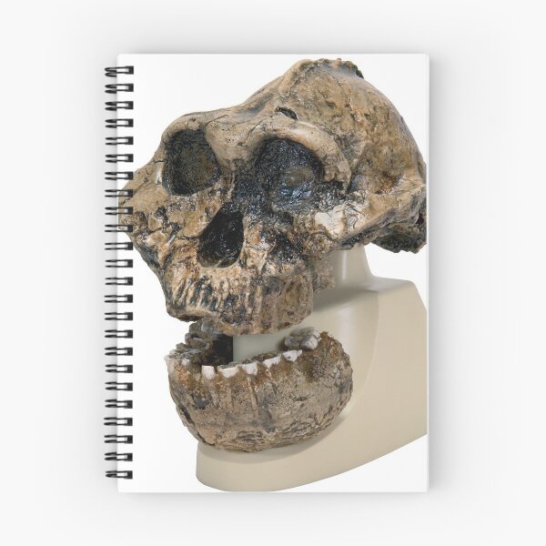 Item preview, Homo Australopithecus Skull  designed and sold by NineX-Customs.