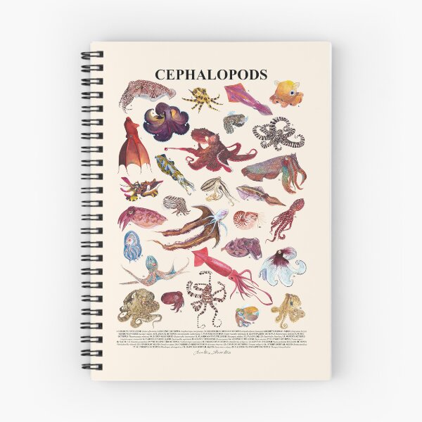 Item preview, CEPHALOPODS poster with names (beige) designed and sold by BEATRIZ ABAITUA.