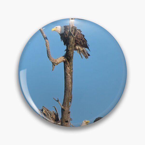 Item preview, Bald eagles and juveniles, UW Arboretu, Madison, WI designed and sold by StevenRalserPhoto.