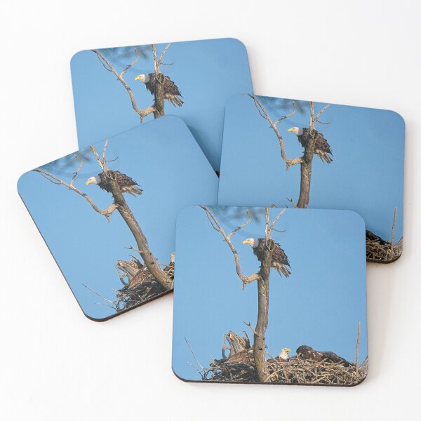 Item preview, Bald eagles and juveniles, UW Arboretu, Madison, WI designed and sold by StevenRalserPhoto.