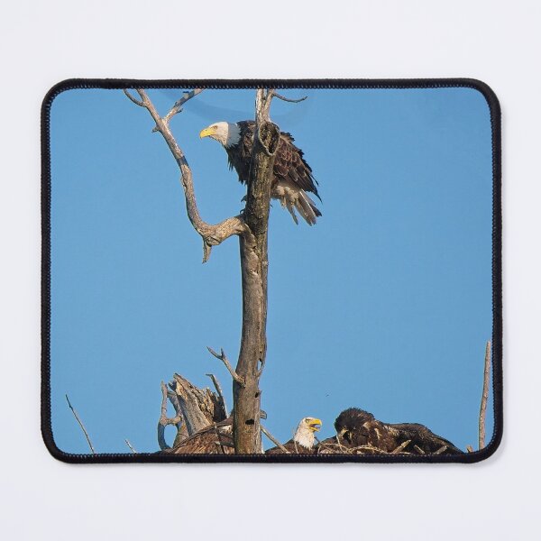 Item preview, Bald eagles and juveniles, UW Arboretu, Madison, WI designed and sold by StevenRalserPhoto.