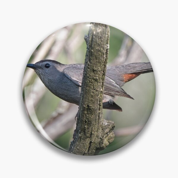Item preview, Gray Catbird, UW Arboretum, Madison, WI designed and sold by StevenRalserPhoto.