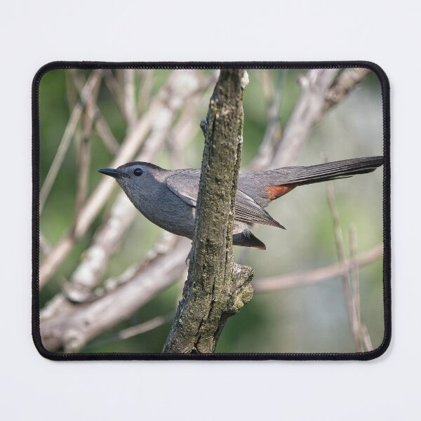 Item preview, Gray Catbird, UW Arboretum, Madison, WI designed and sold by StevenRalserPhoto.