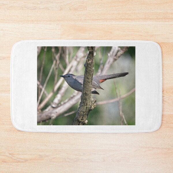 Artikelvorschau, Grauer Katzenvogel, UW Arboretum, Madison, WI entworfen und verkauft von StevenRalserPhoto.
