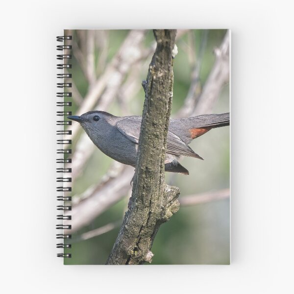 Item preview, Gray Catbird, UW Arboretum, Madison, WI designed and sold by StevenRalserPhoto.