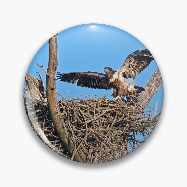 Item preview, Bald Eagle juvenile. UW Arboretum, Madison, WI. 4 designed and sold by StevenRalserPhoto.