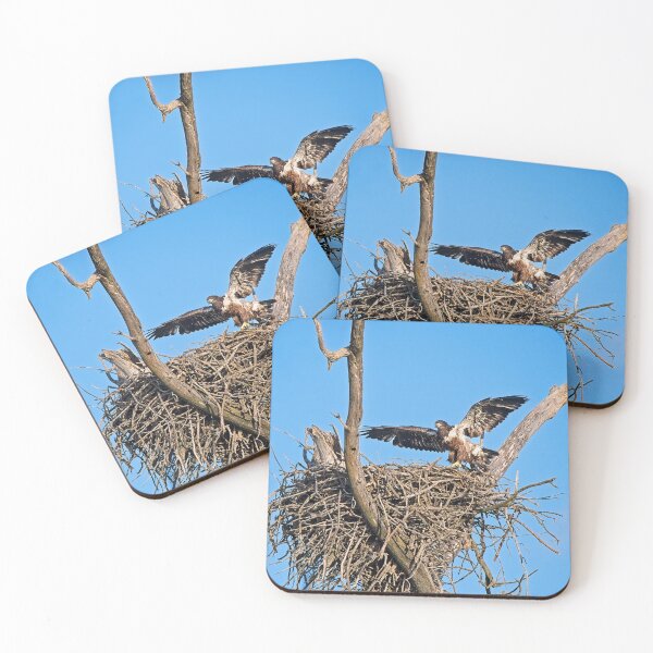 Item preview, Bald Eagle juvenile. UW Arboretum, Madison, WI. 4 designed and sold by StevenRalserPhoto.