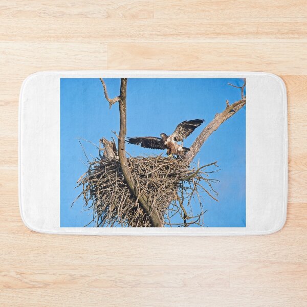 Item preview, Bald Eagle juvenile. UW Arboretum, Madison, WI. 4 designed and sold by StevenRalserPhoto.