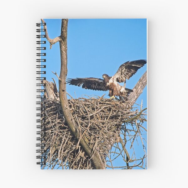 Item preview, Bald Eagle juvenile. UW Arboretum, Madison, WI. 4 designed and sold by StevenRalserPhoto.