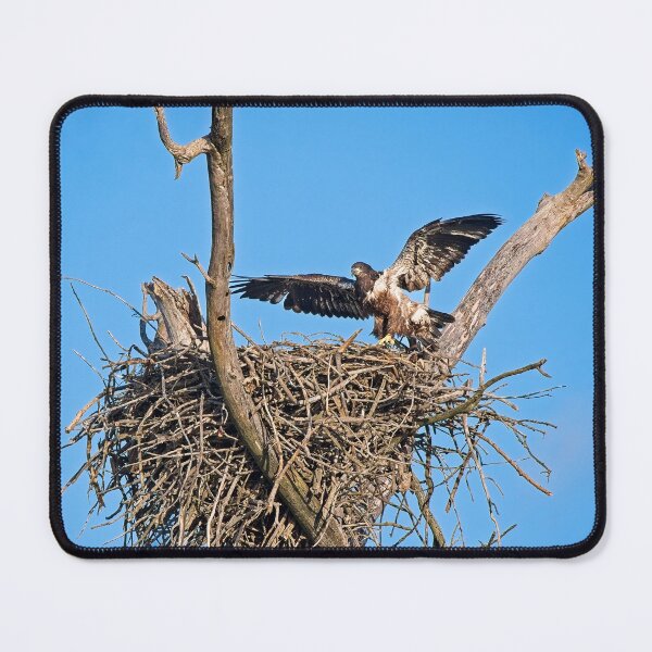 Item preview, Bald Eagle juvenile. UW Arboretum, Madison, WI. 4 designed and sold by StevenRalserPhoto.