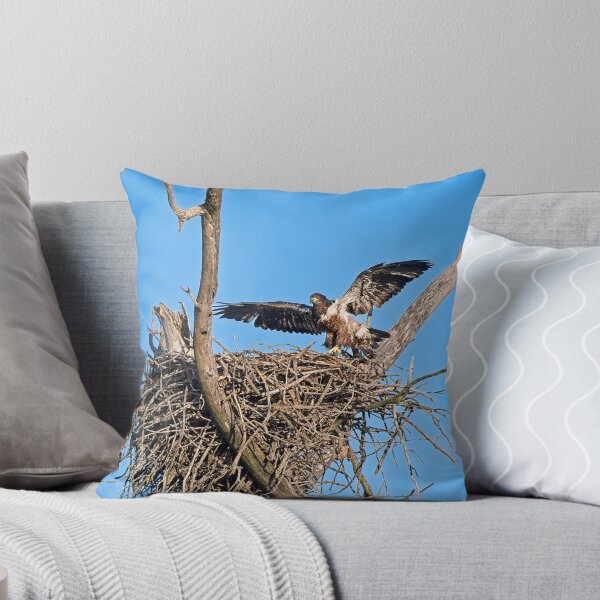 Item preview, Bald Eagle juvenile. UW Arboretum, Madison, WI. 4 designed and sold by StevenRalserPhoto.