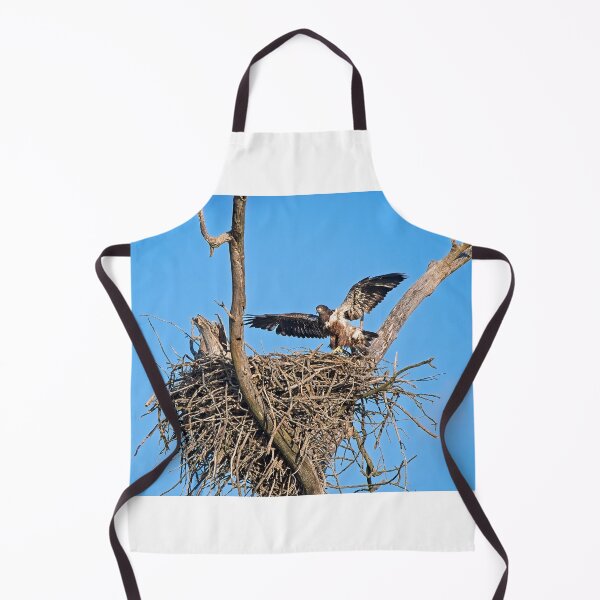 Item preview, Bald Eagle juvenile. UW Arboretum, Madison, WI. 4 designed and sold by StevenRalserPhoto.
