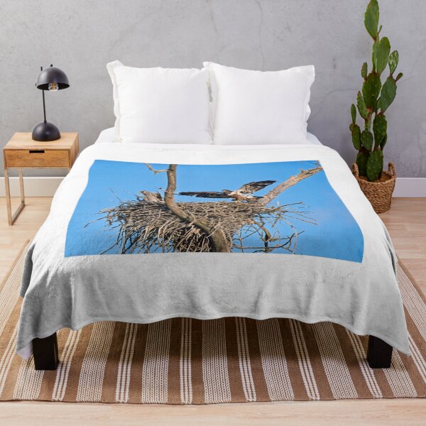 Item preview, Bald Eagle juvenile. UW Arboretum, Madison, WI. 4 designed and sold by StevenRalserPhoto.