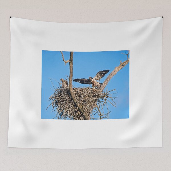 Item preview, Bald Eagle juvenile. UW Arboretum, Madison, WI. 4 designed and sold by StevenRalserPhoto.