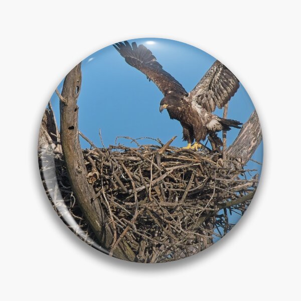 Item preview, Bald Eagle juvenile. UW Arboretum, Madison, WI. designed and sold by StevenRalserPhoto.