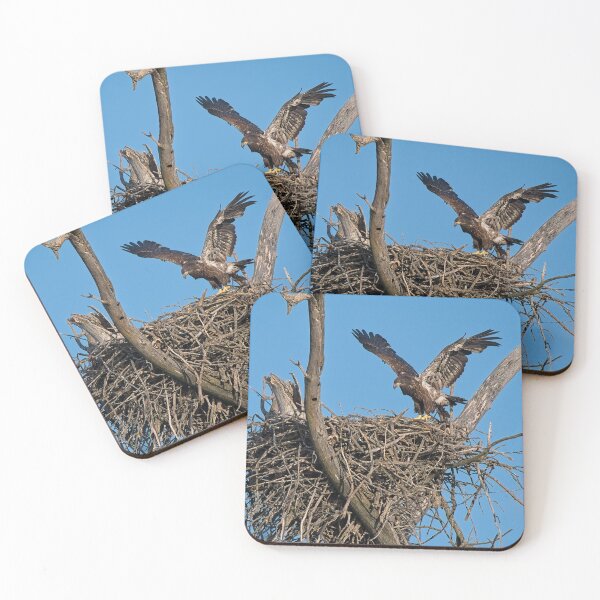Item preview, Bald Eagle juvenile. UW Arboretum, Madison, WI. designed and sold by StevenRalserPhoto.
