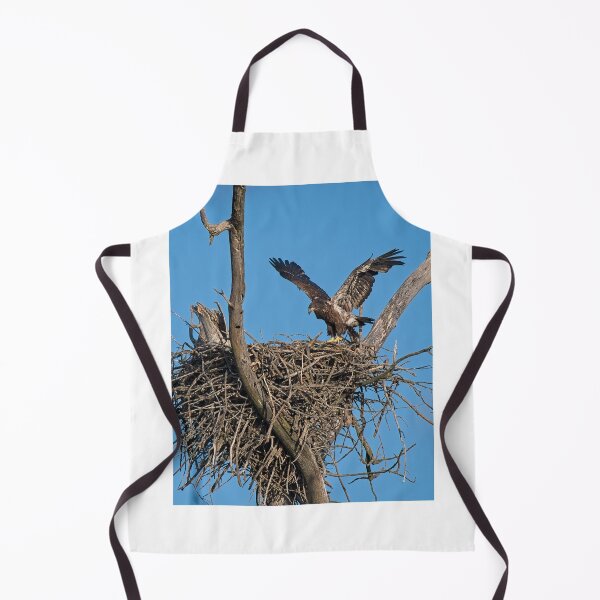 Item preview, Bald Eagle juvenile. UW Arboretum, Madison, WI. designed and sold by StevenRalserPhoto.