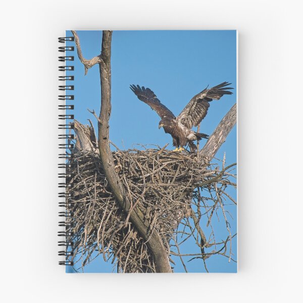 Item preview, Bald Eagle juvenile. UW Arboretum, Madison, WI. designed and sold by StevenRalserPhoto.
