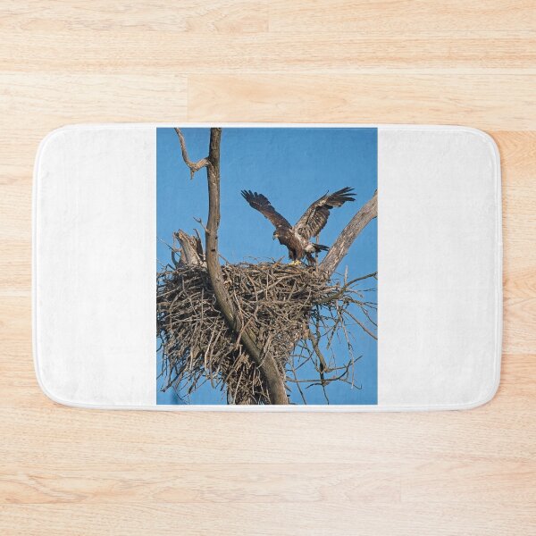 Item preview, Bald Eagle juvenile. UW Arboretum, Madison, WI. designed and sold by StevenRalserPhoto.